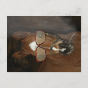 Humourous Horse Foal Smoking Cigar Postcard