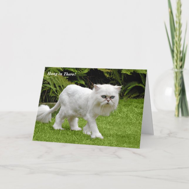 Humourous White Persian Shaved Cat Birthday Card (Front)