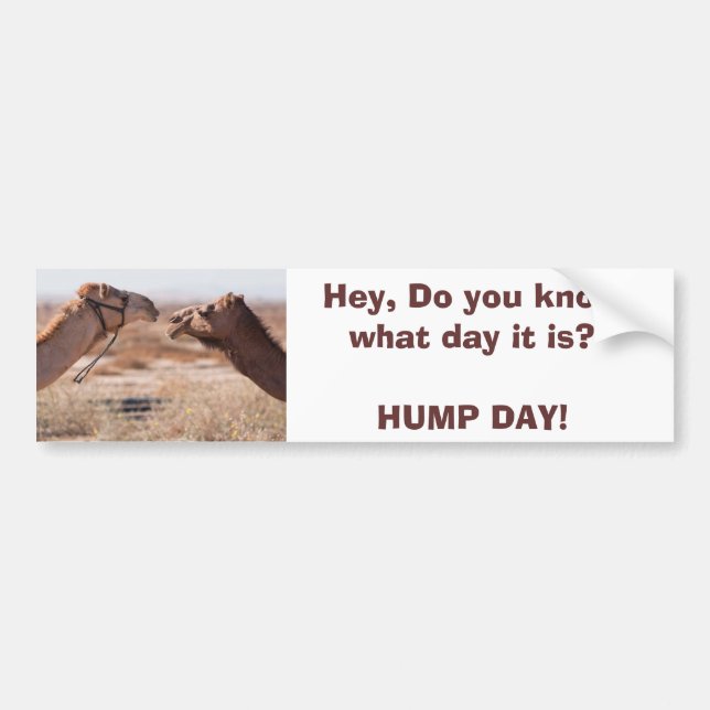 Hump Day Bumper Sticker (Front)