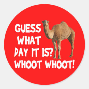 Hump Day Camel Devinez Quel Jour C'Est Stickers
