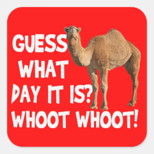 Hump Day Camel Devinez Quel Jour C'Est Stickers
