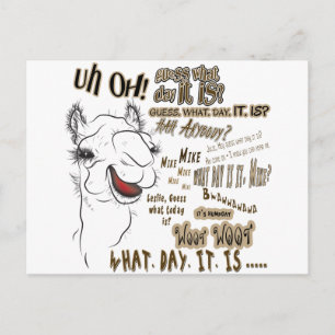 Hump Day Camel Postcard