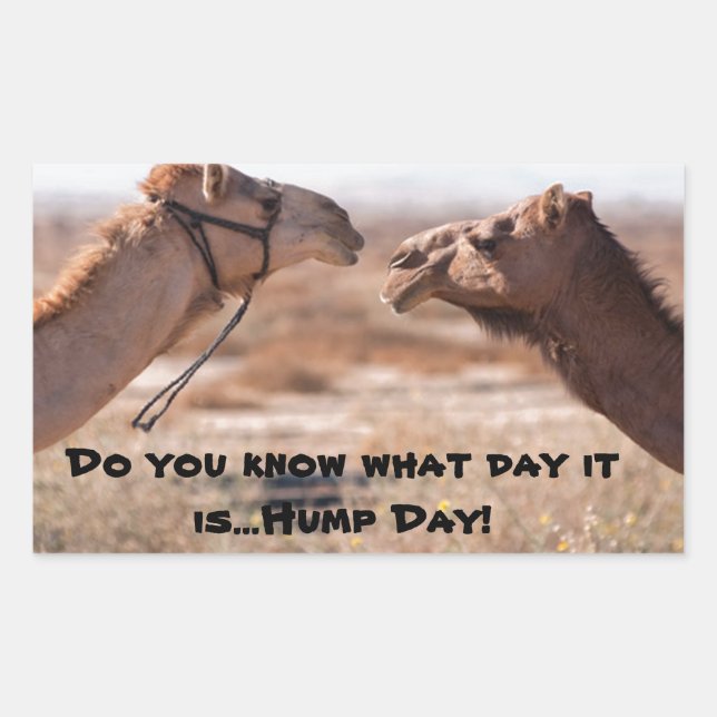 Hump Day Camels Sticker (Front)