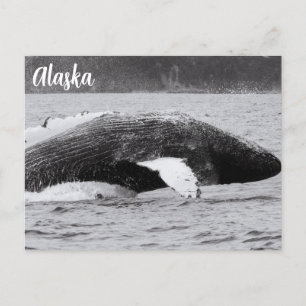 Humpback Breach Black and White Postcard