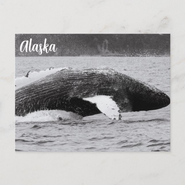Humpback Breach Black and White Postcard (Front)