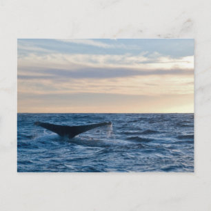 Humpback Tail Postcard