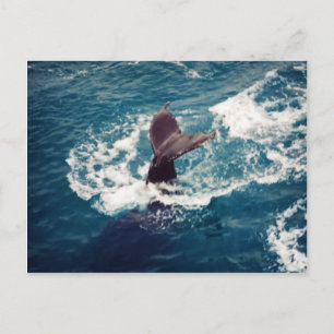 Humpback Tail, postcard