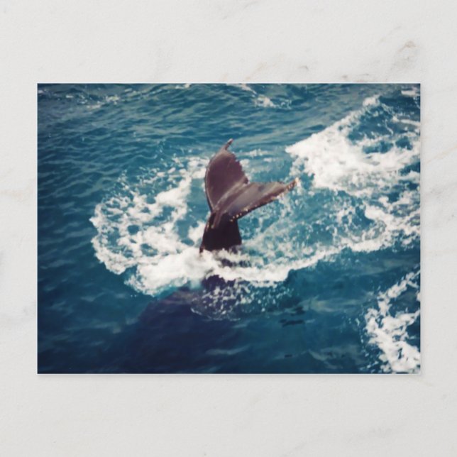 Humpback Tail, postcard (Front)