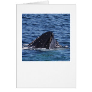 Humpback Whale