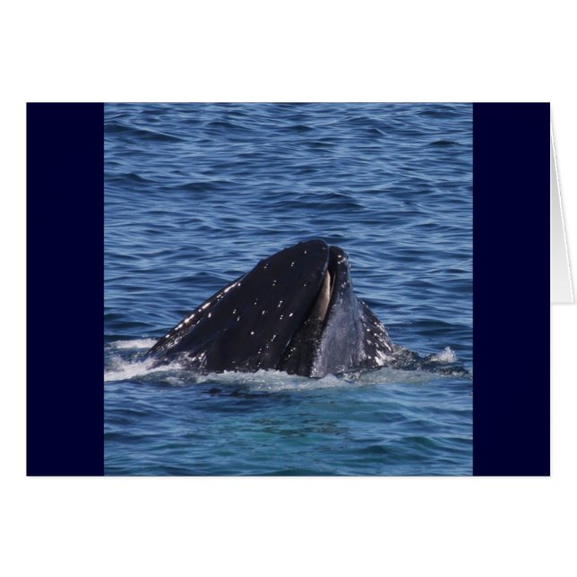 Humpback Whale (Front Horizontal)