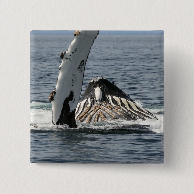 Humpback Whale 2 Inch Square Button (Front)