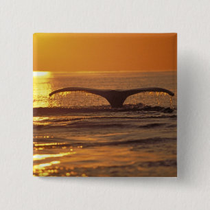 Humpback whale 2 inch square button