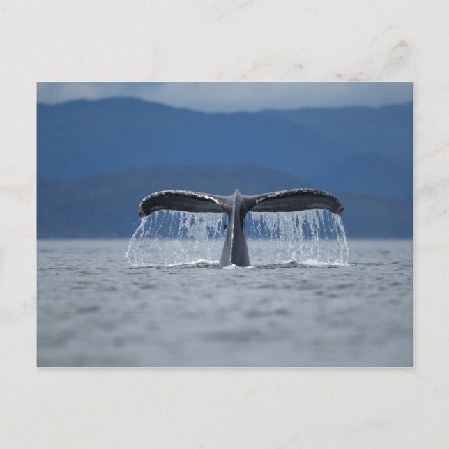 Humpback Whale 2 Postcard (Front)