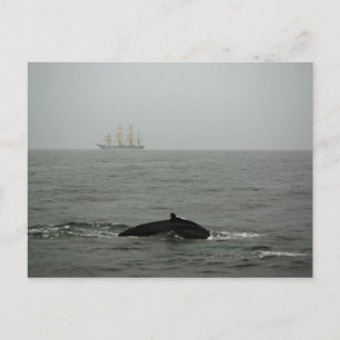 Humpback Whale and Tall Ship Postcard