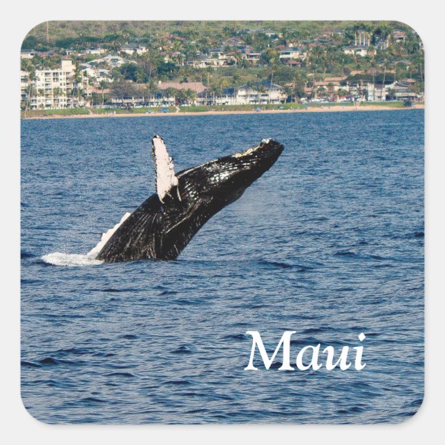 Humpback whale breach Maui stickers (Front)