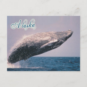 Humpback whale breaching, Alaska Postcard