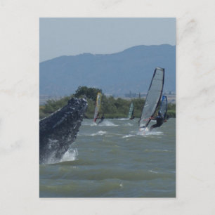 Humpback Whale Breaching by Windsurfers Postcard