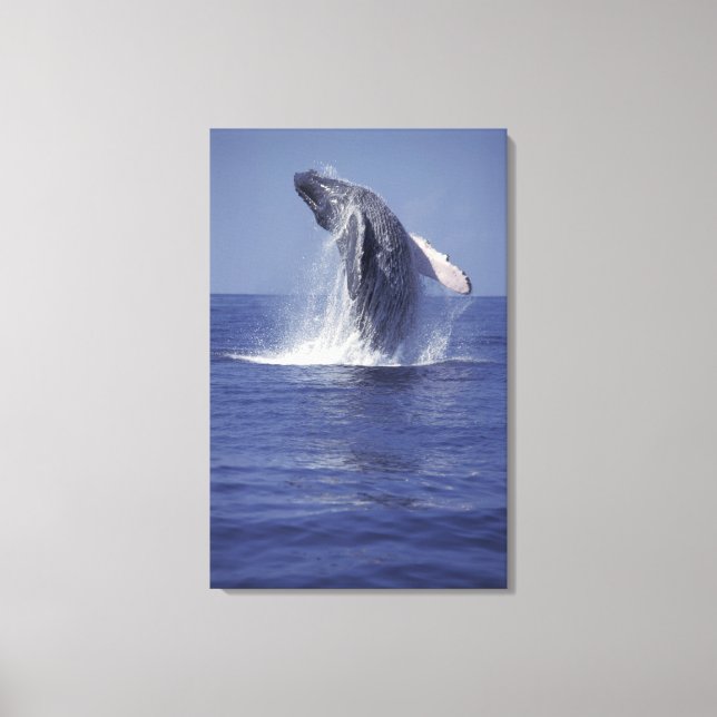 Humpback whale breaching (Megaptera Canvas Print (Front)