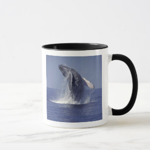 Humpback whale breaching (Megaptera Mug