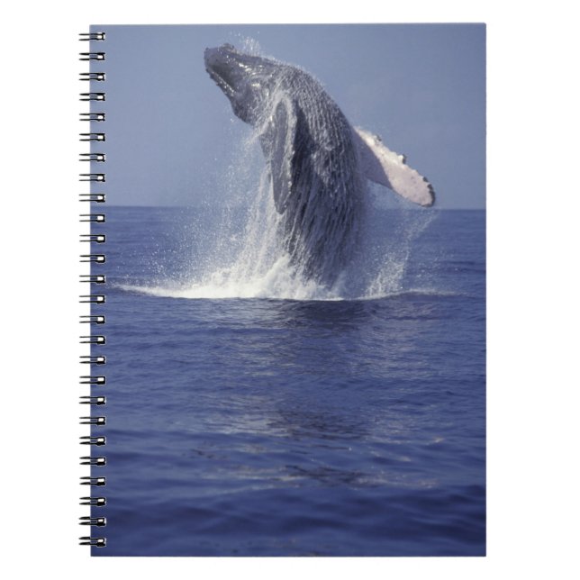 Humpback whale breaching (Megaptera Notebook (Front)