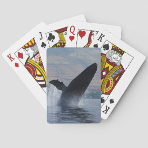 humpback whale breaching playing cards