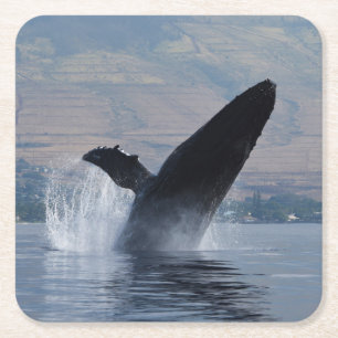 humpback whale breaching square paper coaster