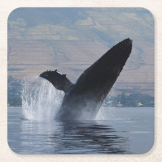 humpback whale breaching square paper coaster
