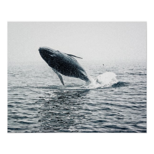 Humpback Whale Calf Poster (Front)