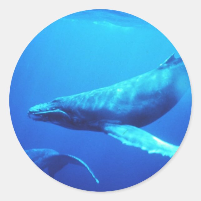 Humpback Whale Classic Round Sticker (Front)