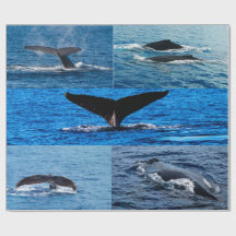 Humpback whale gift wrapping paper