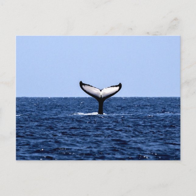 Humpback Whale in Ocean Postcard (Front)