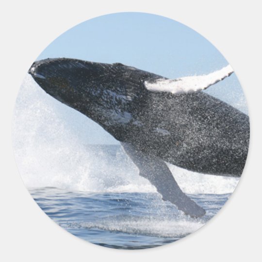 Humpback Whale Jumping High Classic Round Sticker