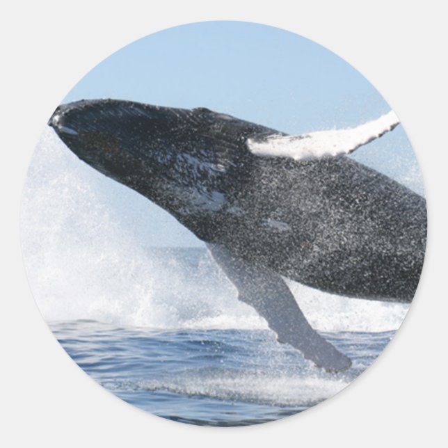 Humpback Whale Jumping High Classic Round Sticker (Front)