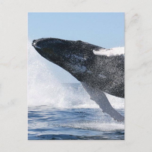 Humpback Whale Jumping High Postcard (Front)