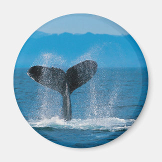 Humpback Whale Magnet