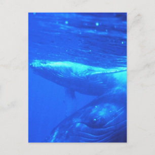 Humpback Whale Mother and Calf Postcard