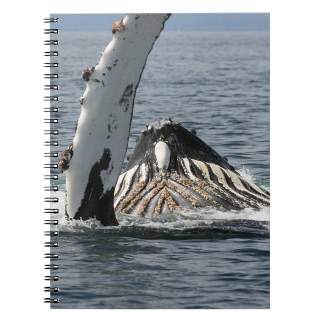 Humpback Whale Notebook (Front)