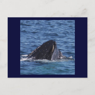 Humpback Whale Postcard