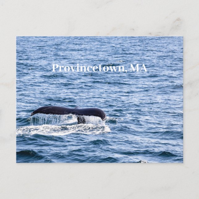 Humpback whale  Postcard (Front)