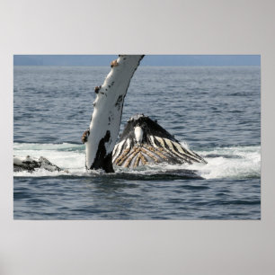 Humpback Whale Poster