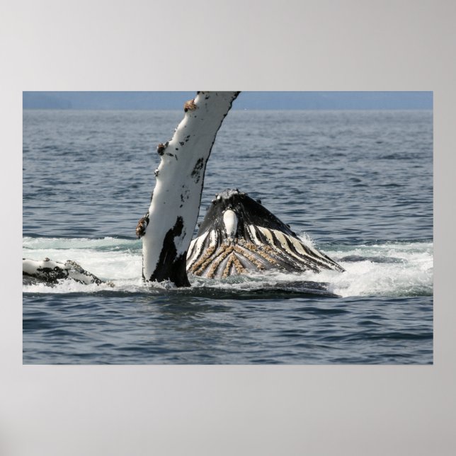 Humpback Whale Poster (Front)