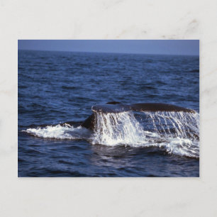 Humpback Whale Sounding (Tail Flukes) Postcard