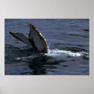 Humpback Whale Sounding (Tail Flukes) Poster