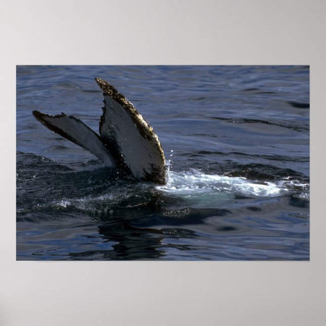 Humpback Whale Sounding (Tail Flukes) Poster (Front)
