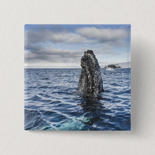 Humpback Whale Spyhops Hope Bay, Antarctica 2 Inch Square Button