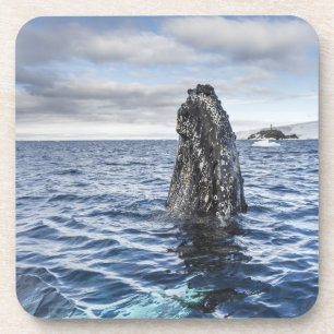 Humpback Whale Spyhops Hope Bay, Antarctica Coaster