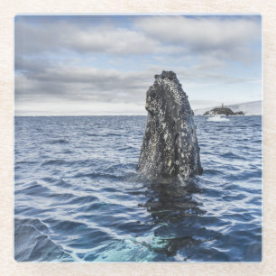 Humpback Whale Spyhops Hope Bay, Antarctica Glass Coaster