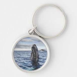 Humpback Whale Spyhops Hope Bay, Antarctica Keychain