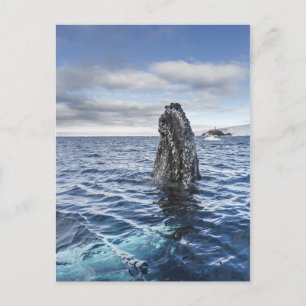 Humpback Whale Spyhops   Hope Bay, Antarctica Postcard