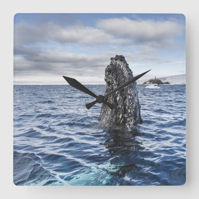 Humpback Whale Spyhops | Hope Bay, Antarctica Square Wall Clock (Front)